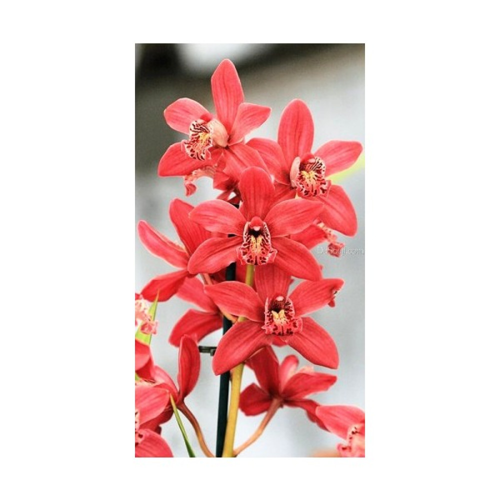 Tohum Diyarı Kırmızı Cymbidium Orkide Tohumu 10+ Tohum Tohum Fiyatı