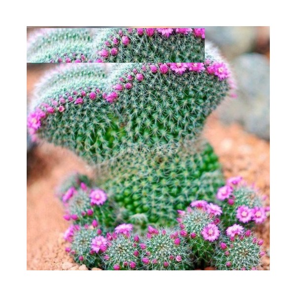 Tohum Diyarı Peri Succulents Pembe Çiçekli Kaktüs Tohumu 10 Tohum SSD / Solid State Drive Fiyatı
