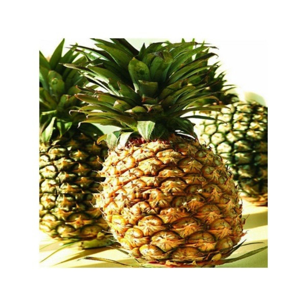 Tohum Diyarı Saksılık Tropik Ananas Tohumu 10 Tohum Tohum Fiyatı