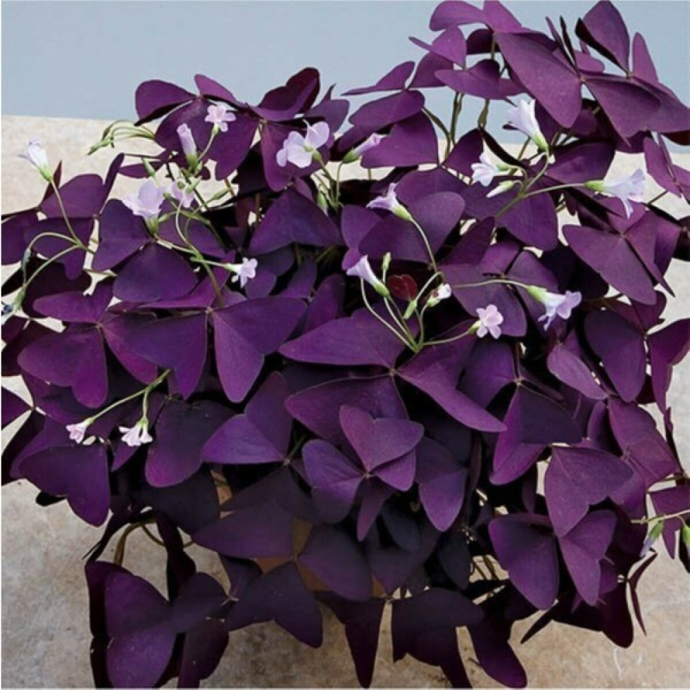 Tohum Dünyam 20 Adet Süs Yoncası Tohumu Tohum Fiyatı