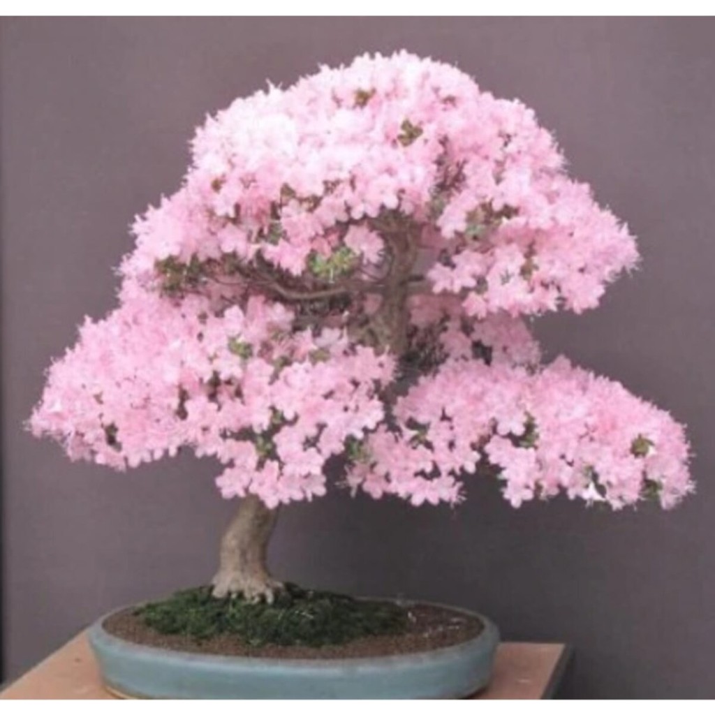 Tohum Dünyam Bodur Cherry Blossom Bonzai Ağacı Tohumu 5 Adet Bonsai Ağacı Tohumu - 1 Adet Tohum Fiyatı