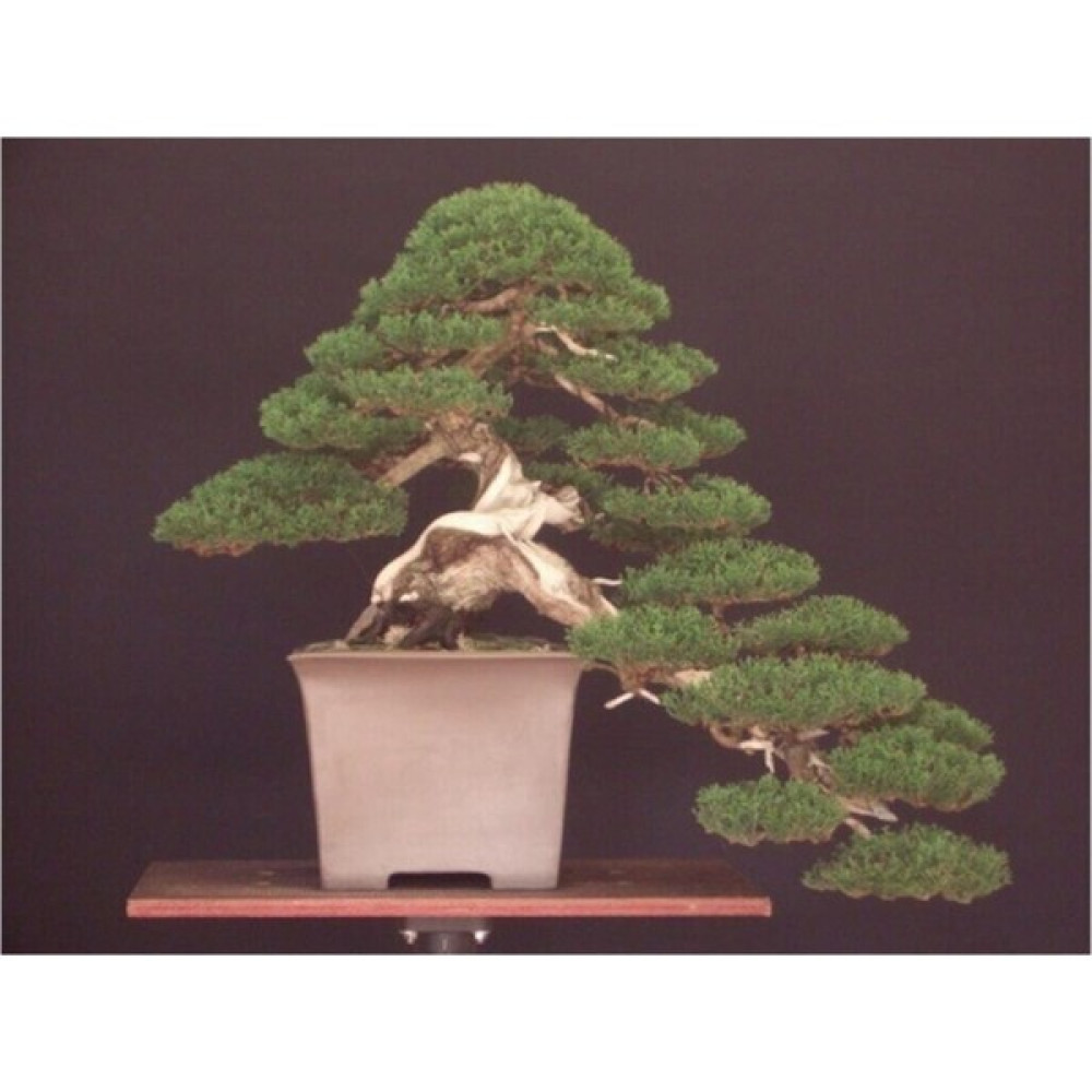 En Ucuz Tohum Dnyam Bodur Lbnan Sediri Bonzai Aac Tohumu 5 Adet Bonsai  Aac To