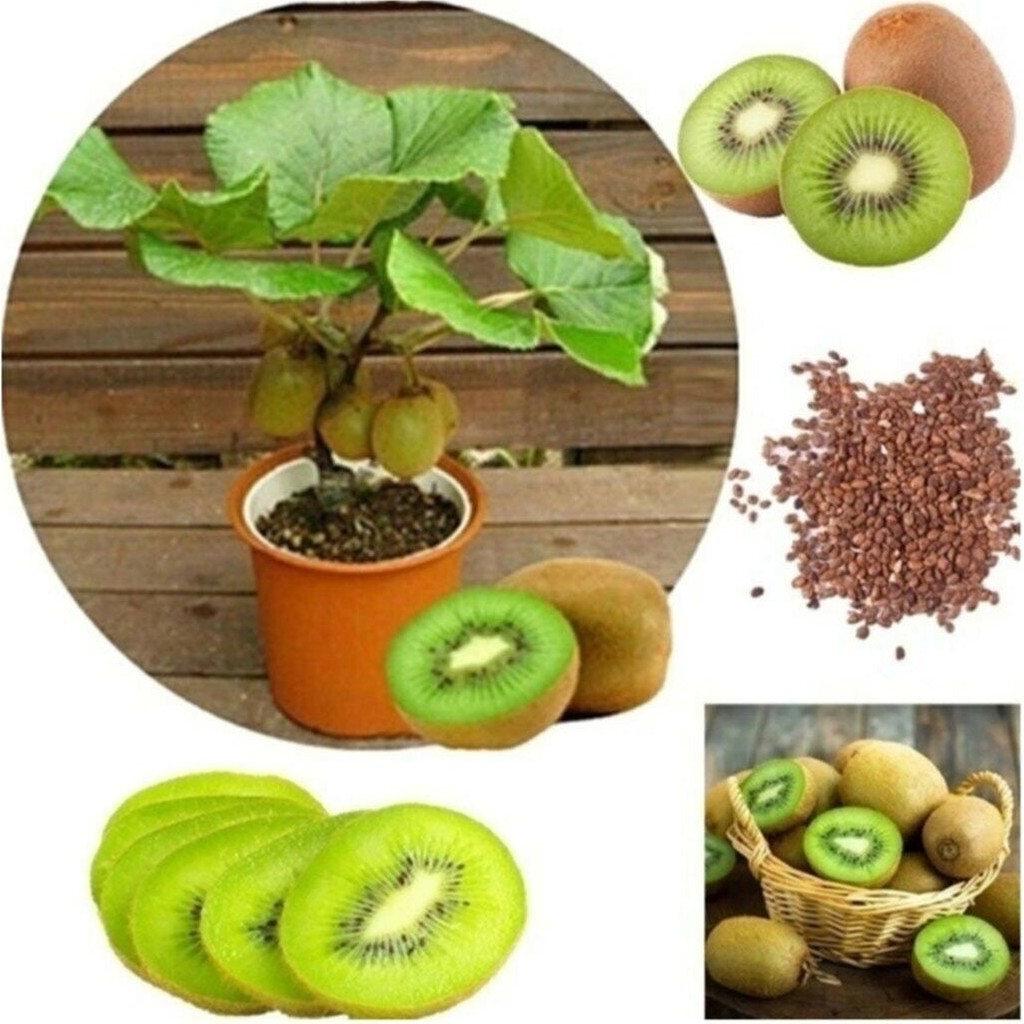 Tohum Dünyam Kivi Bonzai Ağacı Tohumu 5 Adet Bonsai Ağacı Tohumu Diğer Fiyatı