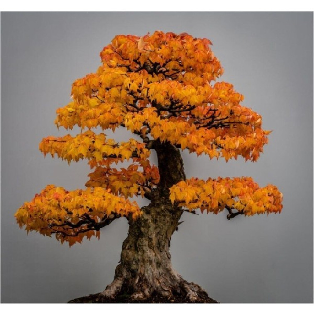 Tohum Dünyam Liquidambar Bonsai Ağacı Tohumu 5 Adet Bonsai Ağacı Tohumu - 1 Adet Tohum Fiyatı