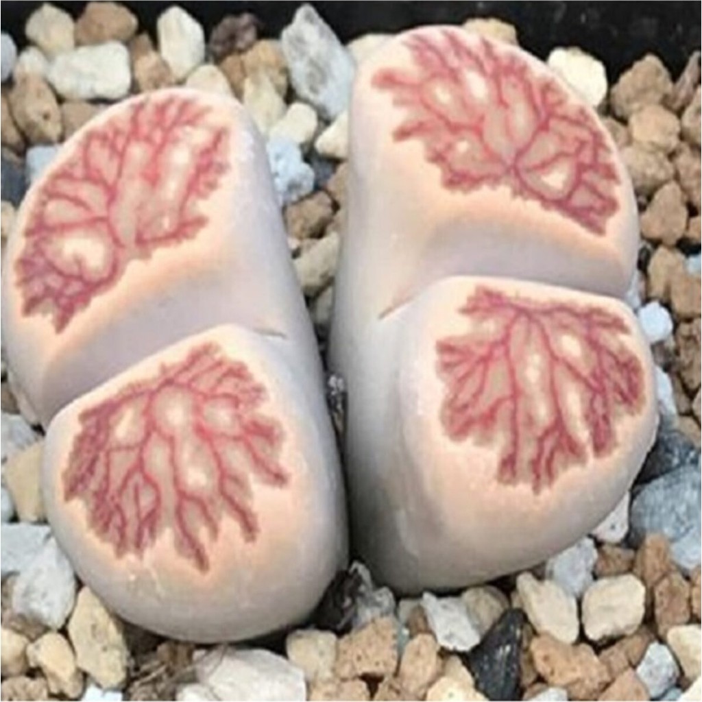 Tohum Dünyam Lithops Julii ‘kikushogiyoku’ Sukulent Tohumu - 1 Adet Evcil Hayvan Ürünleri Fiyatı