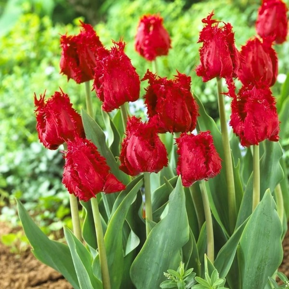 Tohum Evi Bendigo Lale Soğanı - Tulipa - Canlı Kırmızı - 12 adet Oto Boyaları Fiyatı