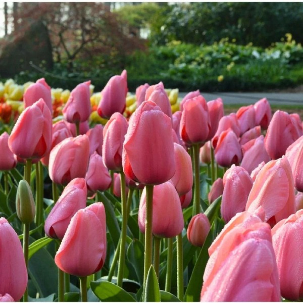 Tohum Evi Big Love Lale Soğanı - Tulipa - Yumuşak Pembe, Leylak Tonları - 20 adet Oto Boyaları Fiyatı