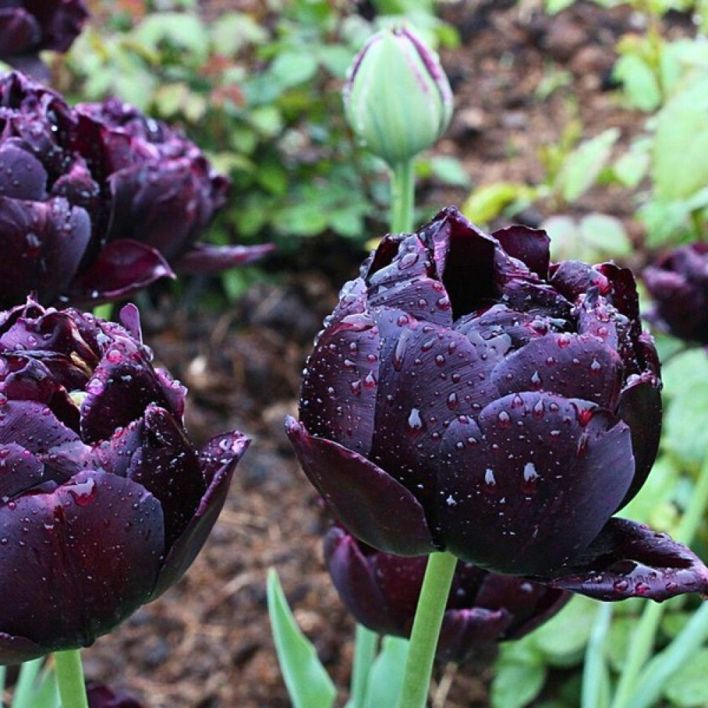 Tohum Evi Black Hero Lale Soğanı - Tulipa - Siyah Mor - 6 adet Oto Boyaları Fiyatı