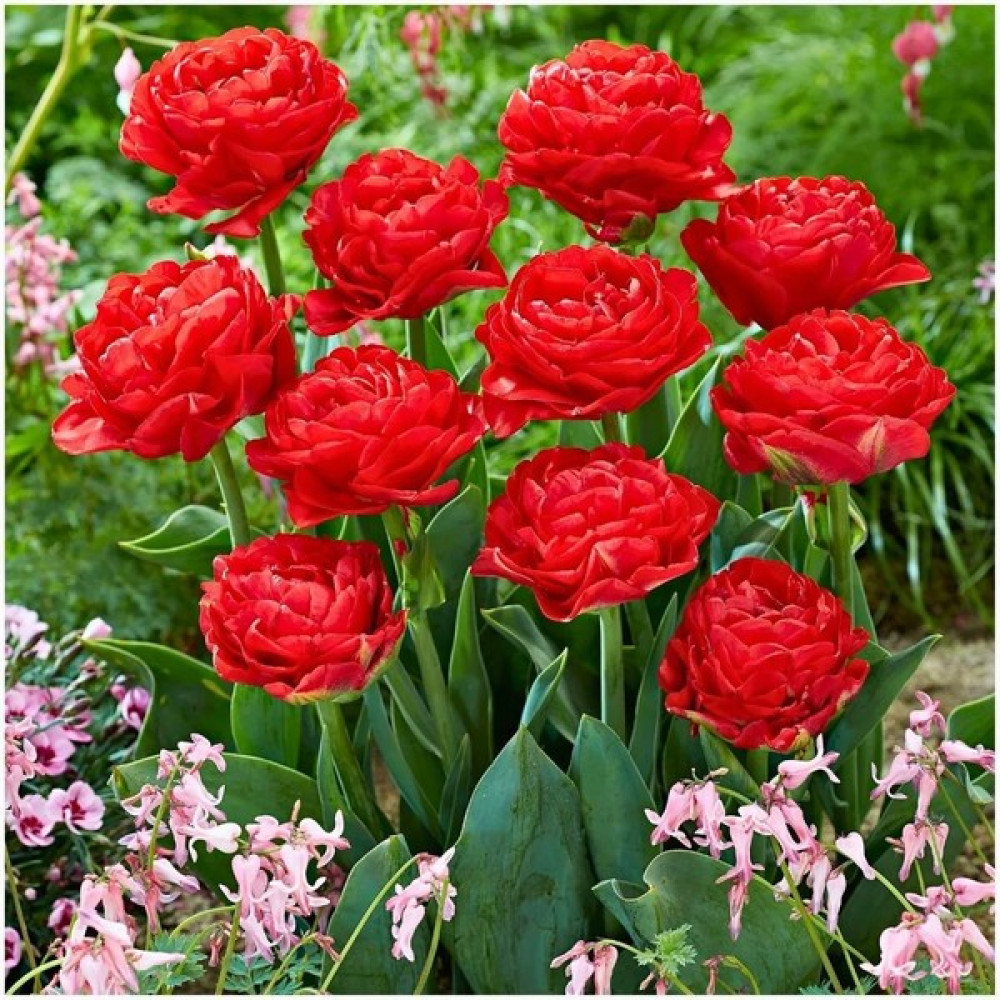 Tohum Evi Double Pamplona Lale Soğanı - Tulipa - Parlak Kırmızı - 6 adet Oto Boyaları Fiyatı