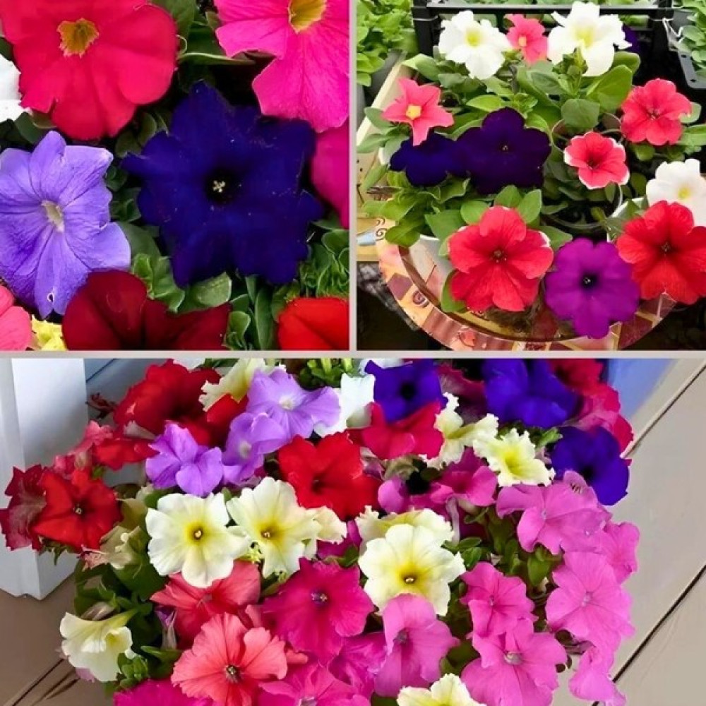 Tohum Evi Kısa Petunya Tohumu Mix Paket - Petunia GRANDIFLORA(100+ Tohum) - 1 Paket Tohum Fiyatı