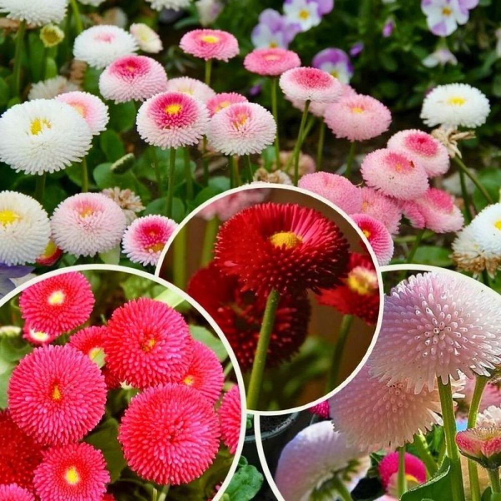 Tohum Evi Şeker Tabağı Çiçeği Tohumu - Bellis Perennis (60+ Tohum) - 1 Paket Tohum Fiyatı