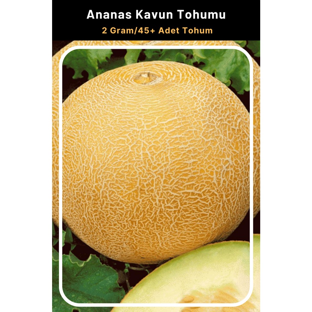 Tohum Seç Ananas Kavun Tohumu, 2 Gram/45+ Adet Tohum Tohum Fiyatı