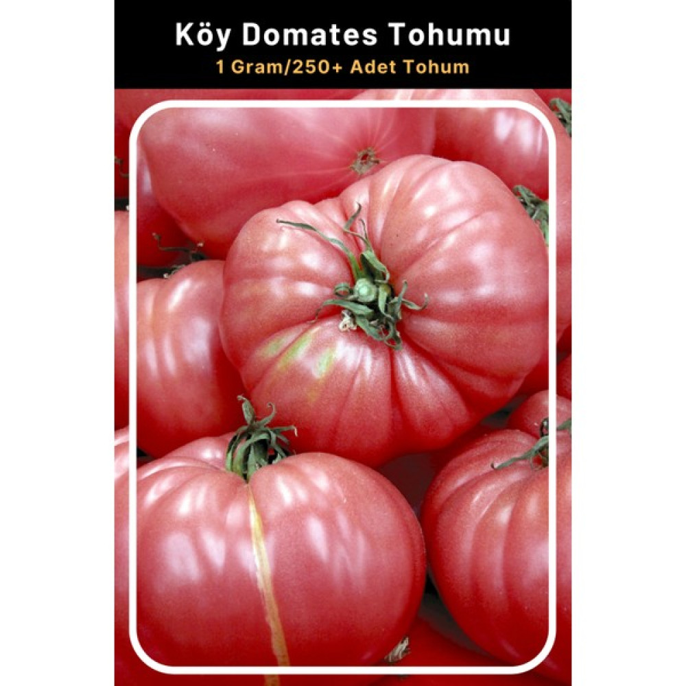 Tohum Seç Aroması Güzel, Etli Köy Domates Tohumu, 1 Gram/250+ Adet Tohum - 50 Adet Tohum Fiyatı