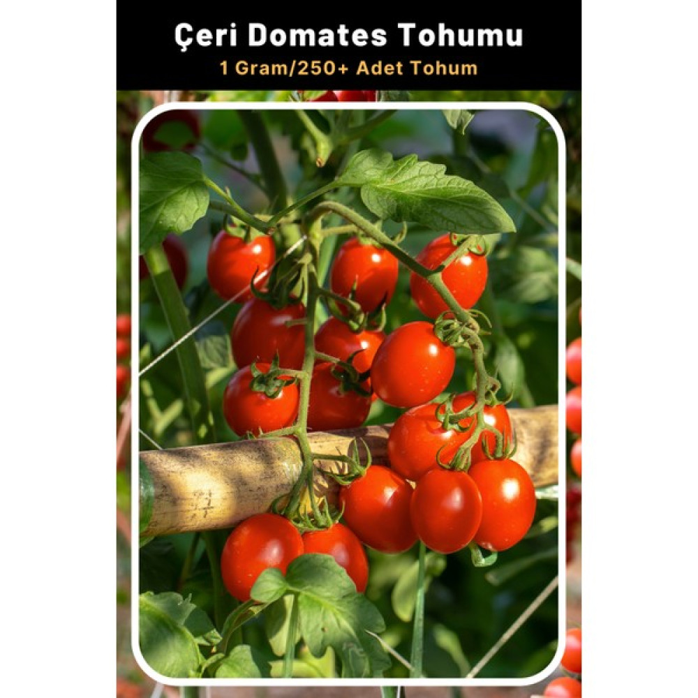 Tohum Seç Çeri Domates Tohumu, 1 Gram/250+ Adet Tohum - 50 Adet Tohum Fiyatı