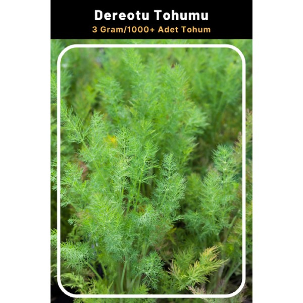 Tohum Seç Dereotu Tohumu, 3 Gram/1.000 Adet Tohum - 100 Adet Tohum Fiyatı