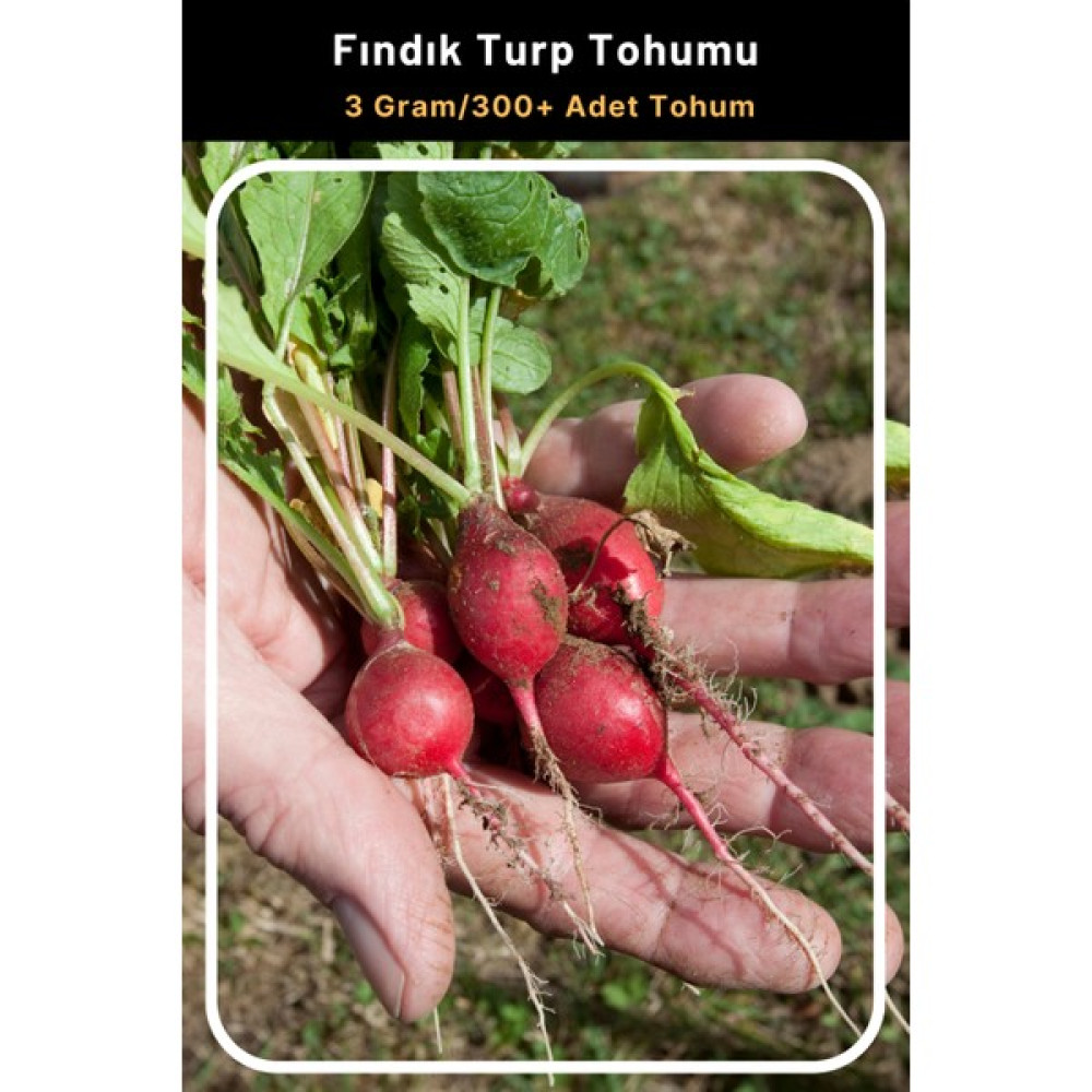 Tohum Seç Fındık Turp Tohumu 3 Gr 300+ Adet Tohum Oto Boyaları Fiyatı