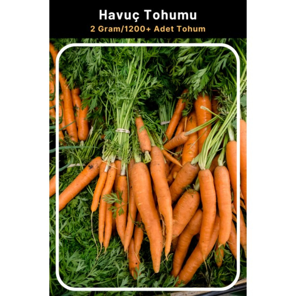 Tohum Seç Havuç Tohumu, Erkenci Çeşit, 2 Gram/1.200+ Adet Havuç Tohumu - 50 Adet Tohum Fiyatı
