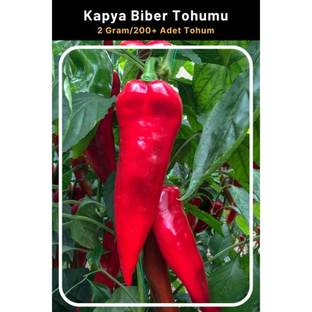 Tohum Seç Kapya Biber Tohumu 2 Gr 200+ Adet Tohum Tohum Fiyatı