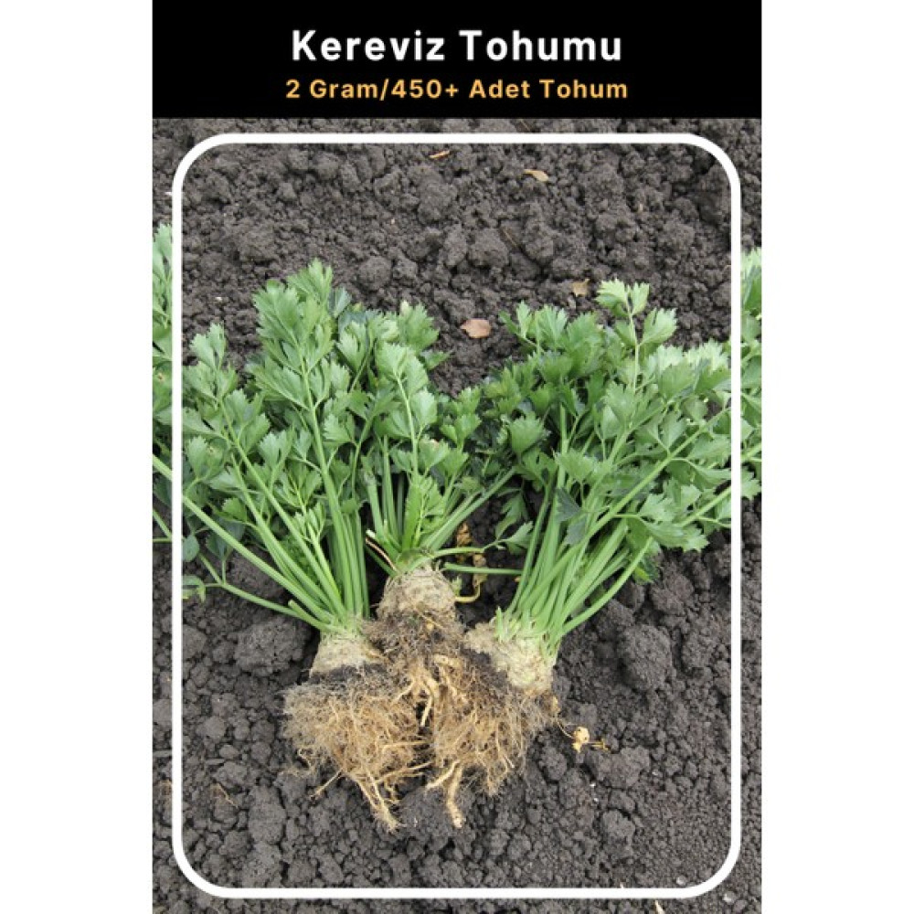 Tohum Seç Kereviz Tohumu, 2 Gram/450 Adet Tohum - 100 Adet Tohum Fiyatı