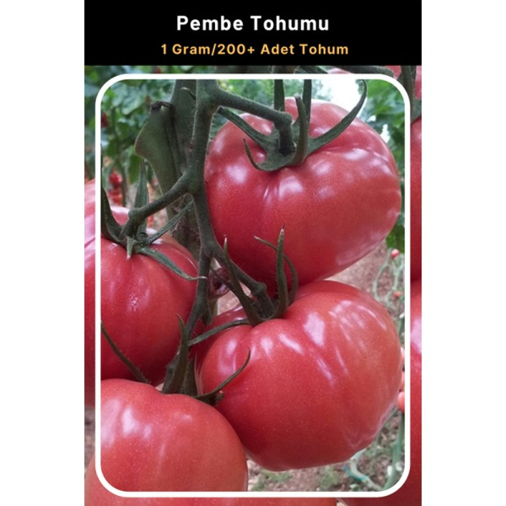 Tohum Seç Pembe Domates Tohumu, 1 GRAM/200+ Adet Tohum - 1 gr Tohum Fiyatı