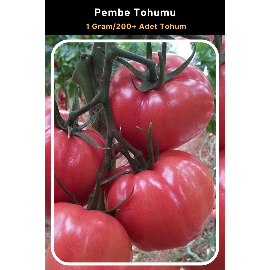 Tohum Seç Pembe Domates Tohumu, 1 GRAM/200+ Adet Tohum Tohum Fiyatı