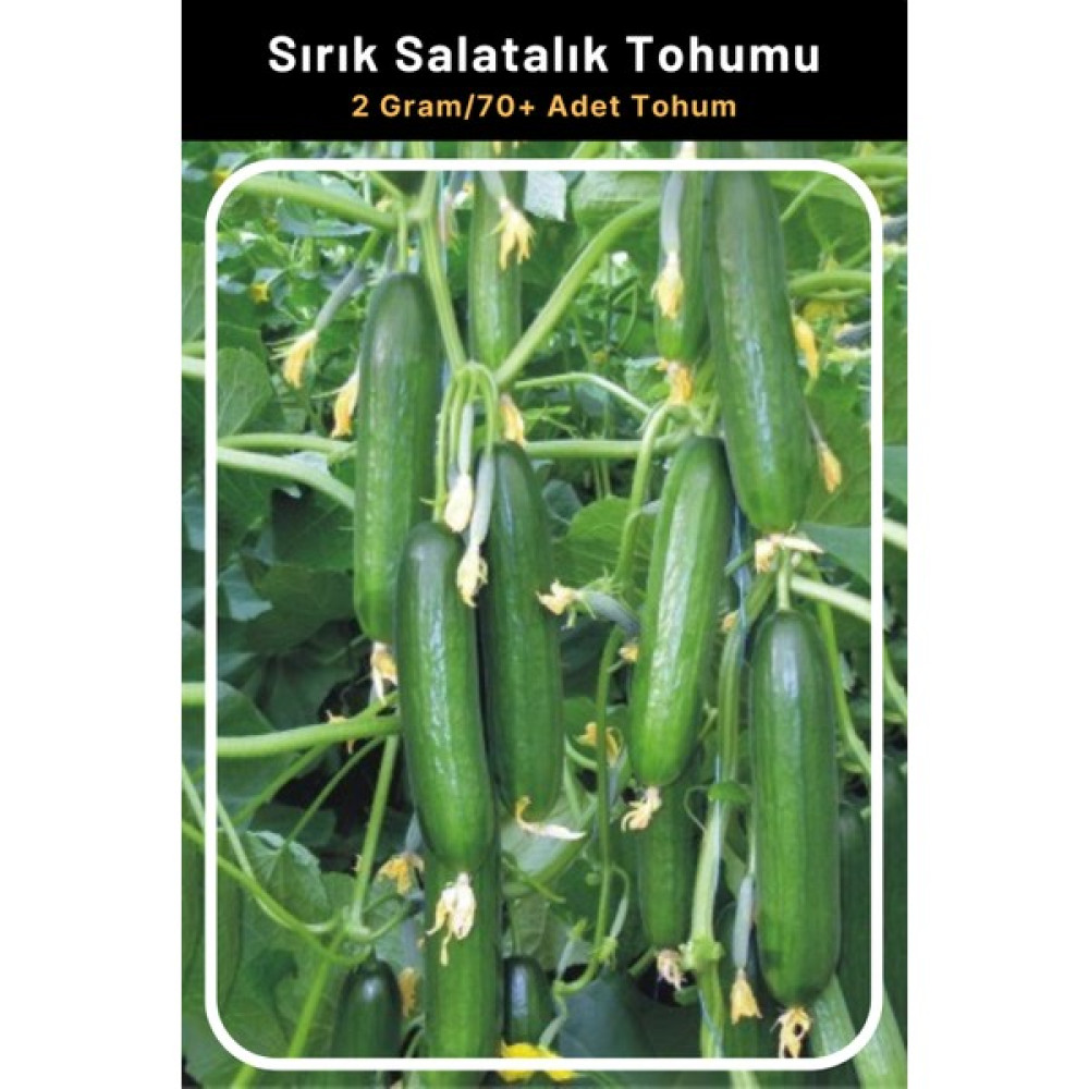 Tohum Seç Sırık Salatalık (Hıyar) Tohumu, 2 Gram/70+ Adet Tohum - 25 Adet Tohum Fiyatı