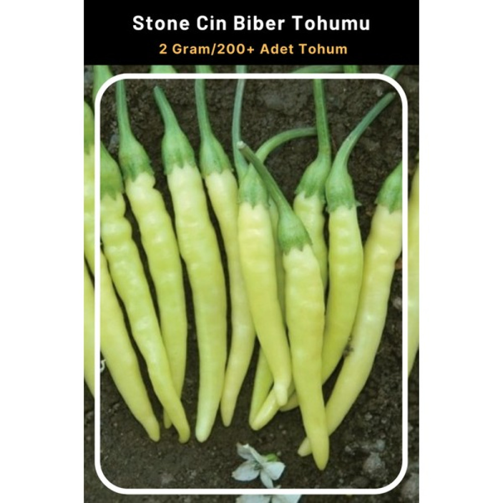 Tohum Seç Stone Cin Biber Tohumu, 2 Gram/200 Adet - 50 Adet Oto Boyaları Fiyatı