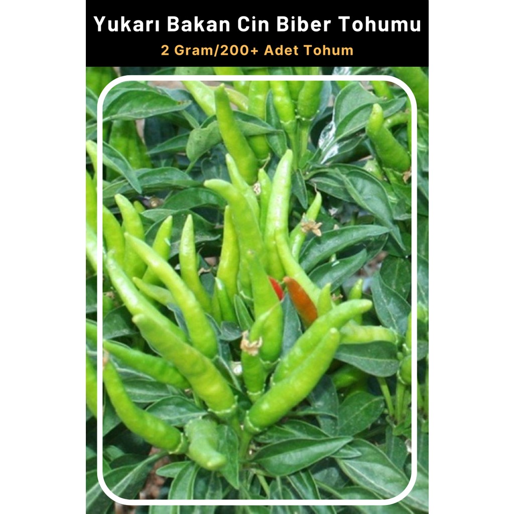 Tohum Seç Yukarı Bakan Cin Biber Tohumu, 2 GRAM/200+ Adet Tohum Tohum Fiyatı