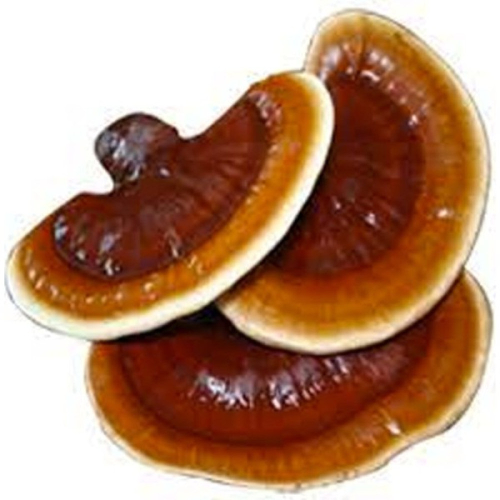 Tohumcu Kikizade Reishi Ganoderma Lingzhi Mantar Tohumu + 5000 Adet - 1 Adet Oto Boyaları Fiyatı