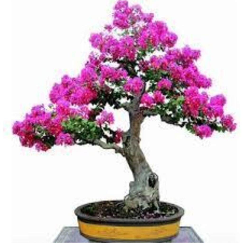 Tohumcumm 10 Adet Tohum Bodur Pembe Erguvan Bonzai Ağac Ekim Seti Saksı Toprak Süpriz Hediye Bonsai Tohumu - 1 Paket Saksı ve Aksesuarları Fiyatı