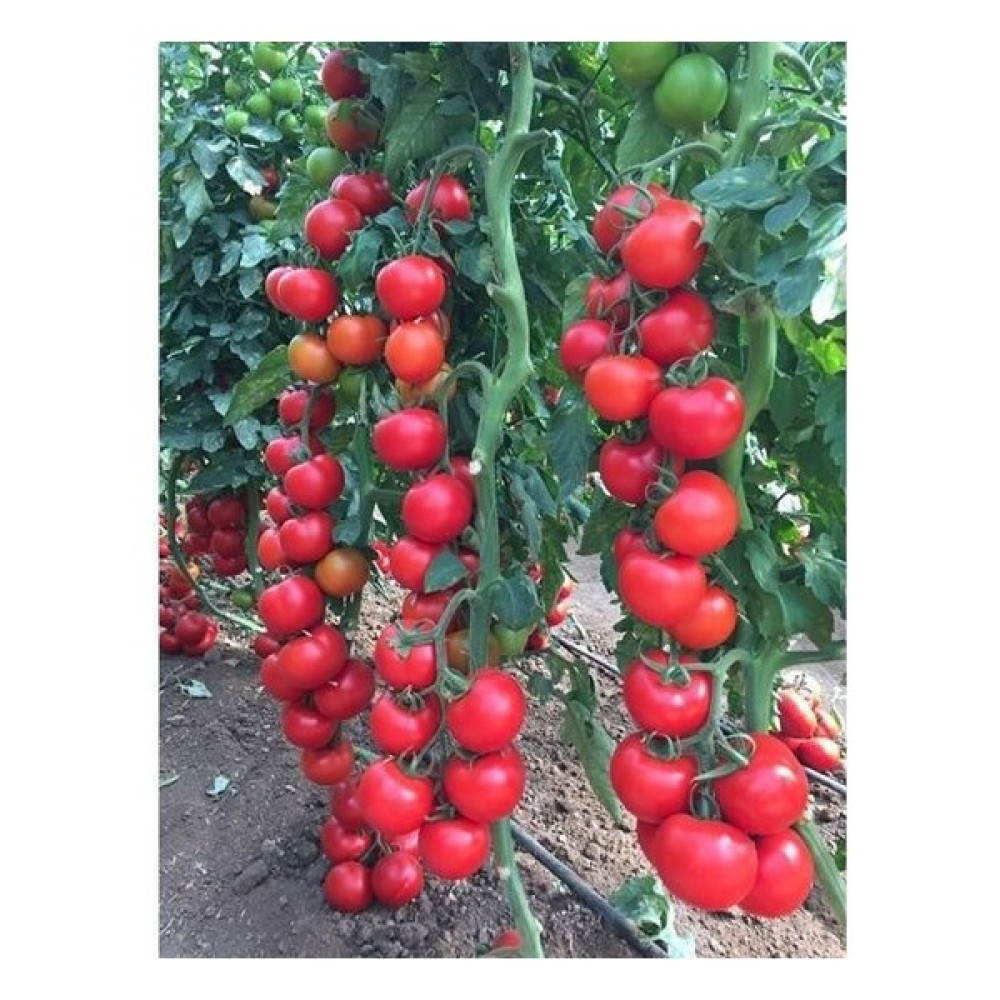 Tohumcumm 25 Adet Sırık Domates Tohumu Domates Tohumu Sırık Domates Tohum Fiyatı