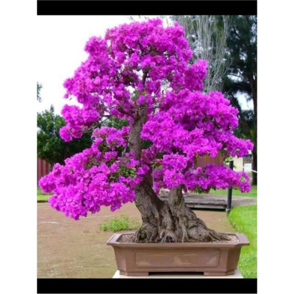 Tohumcumm 5 Adet Tohum Bodur Erguvan Ağacı Tohumu Bonsai Seti - Toprak + Saksı Erguvan Tohumu Tohum Fiyatı