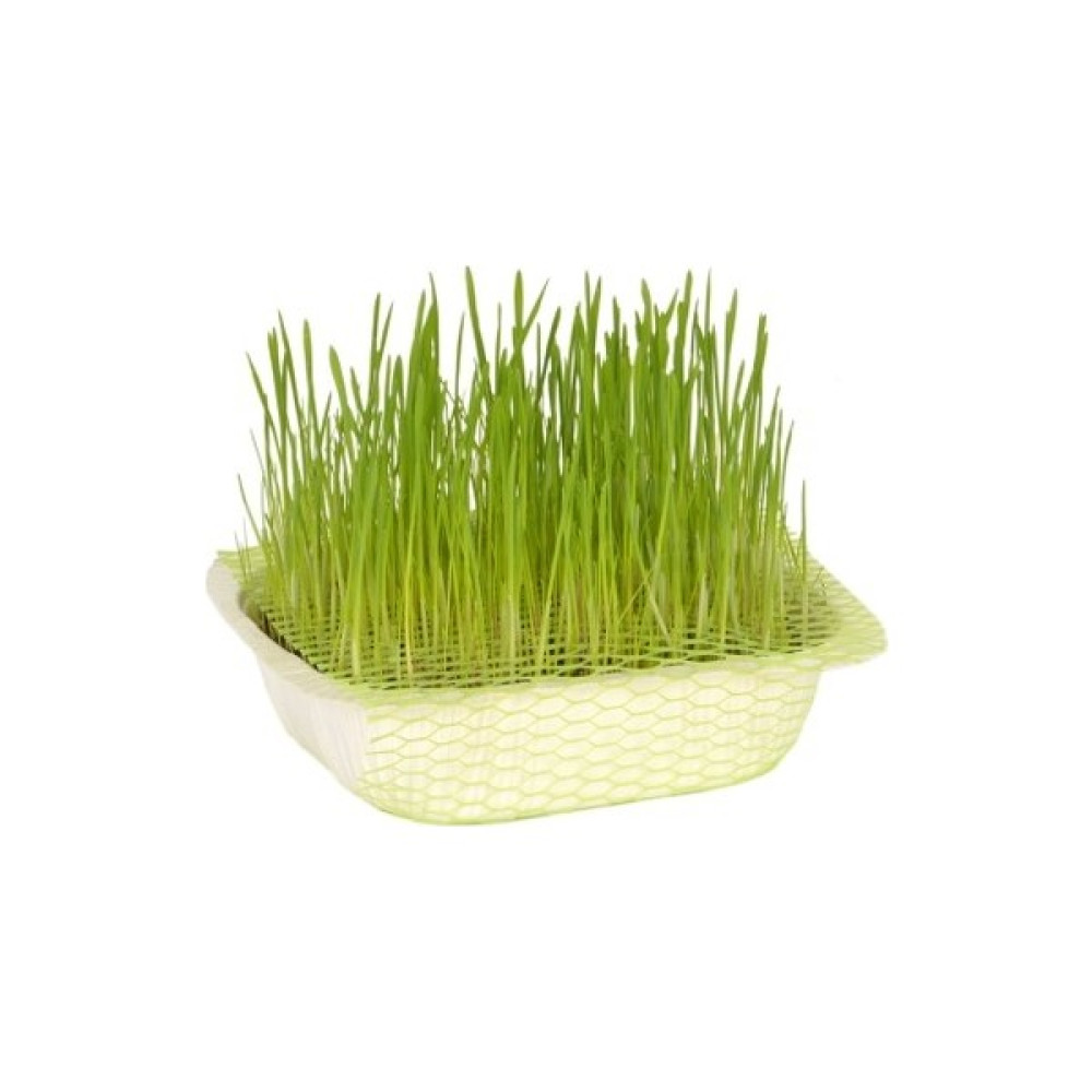 Tohumcumm Kedi Çimi Tohumu 50 Gram Tohum Çim Tohumu + Saksı Toprak - 50 gr Tohum Fiyatı