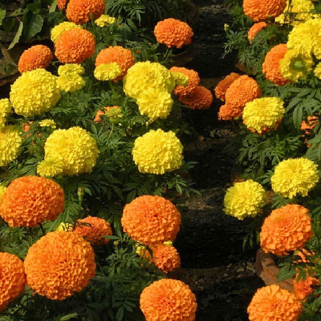 Tohumevi Iri Kafa Kadife Çiçeği Tohumu - African Marigold (35+ Tohum) SSD / Solid State Drive Fiyatı