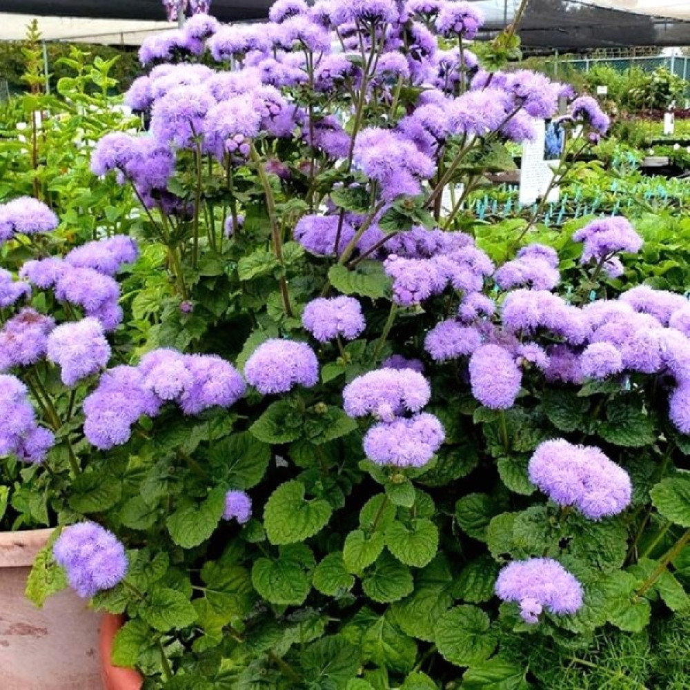 Tohumevi Mavi Vapur Dumani Çiçeği Tohumu - Ageratum Houstonianum (100+ tohum) Tohum Fiyatı