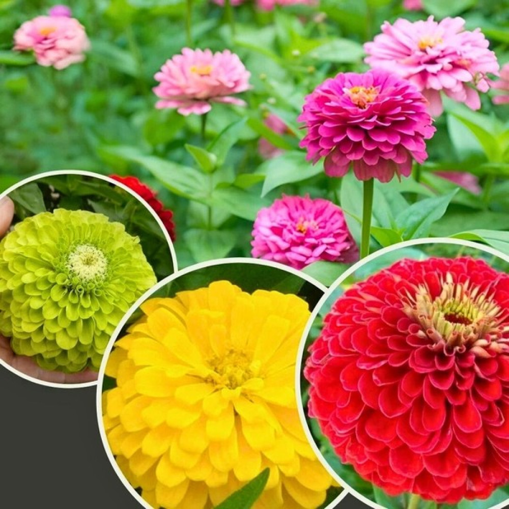 Tohumevi Zinnia Çiçeği Tohumu - Kirli Hanım (30+ Tohum) Tohum Fiyatı