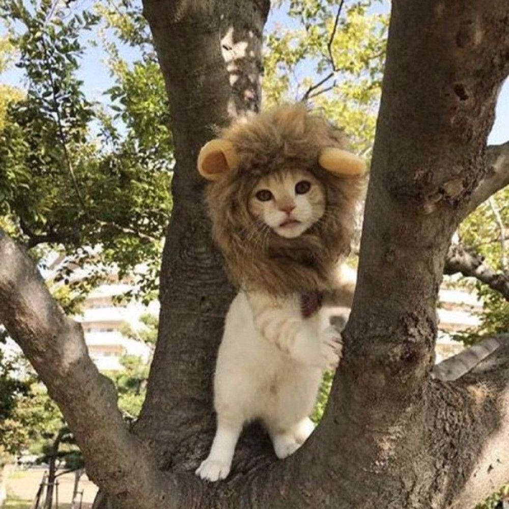 Tolun Group Kedi Aslan Yelesi Peruk Kedi Oyuncak Evcil Hayvan Ürünleri Fiyatı
