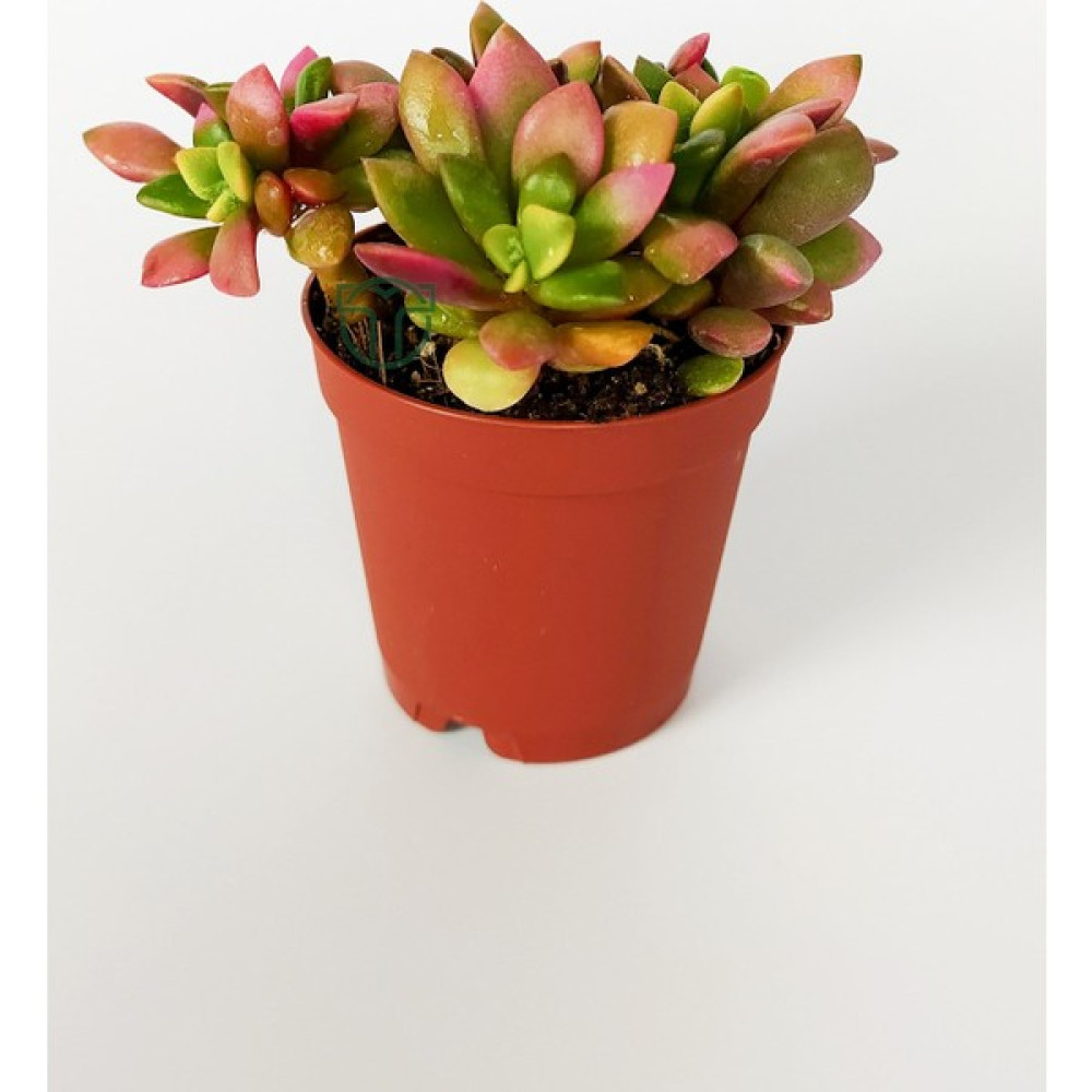 Toptan Kaktüs Anacampseros Rufescens Variegata Aka Rainbow Sand Rose Sukulent Pembe Çiçek Açar 5.5 cm Saksıda - Yok Bitki Fiyatı