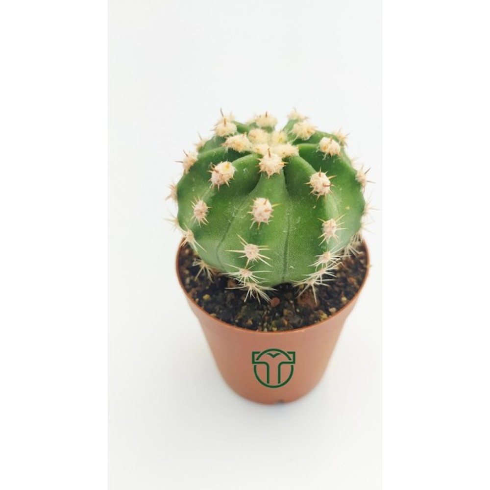 Toptan Kaktüs Echinopsis Subdenudata Beyaz Çiçekli Kaktüs 5.5 cm Saksıda Bitki Fiyatı