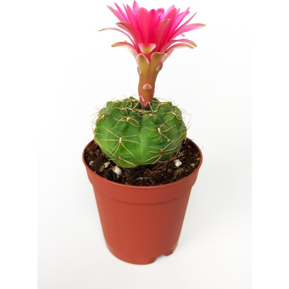 Toptan Kaktüs Gymnocalycium Baldianum Göz Alıcı Pembe Çiçekli Özel Tür Kaktüs Bitki Fiyatı