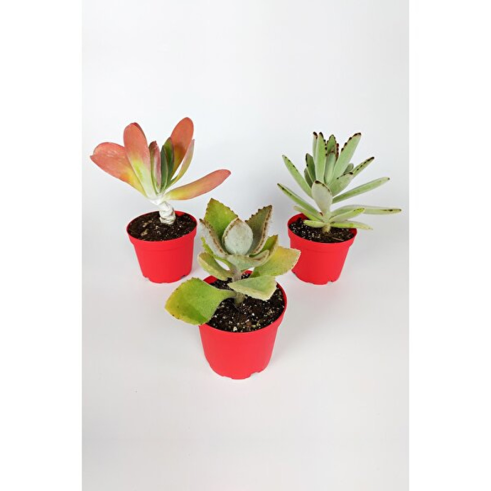 Toptan Kaktüs Kalanchoe Çiçeği (Kalanşo) 3 Lü Set Özel Türler 8.5 Kırmızı Saksıda Iç ve Dış Mekan - Yok Bitki Fiyatı