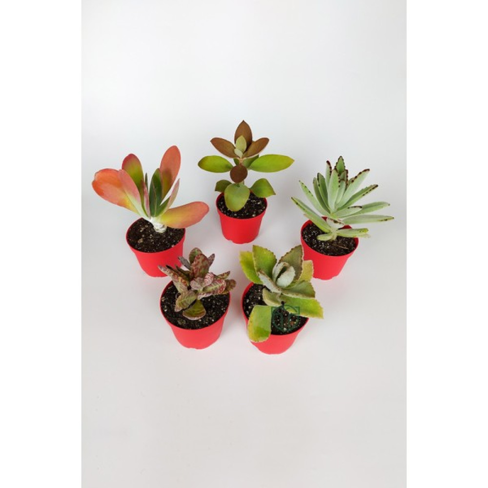 Toptan Kaktüs Kalanchoe Çiçeği (Kalanşo) 5 Li Set Özel Türler 8.5 Kırmızı Saksıda Iç ve Dış Mekan - Yok Bitki Fiyatı