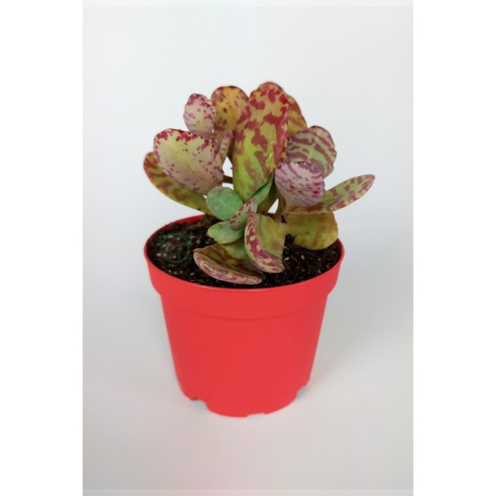 Toptan Kaktüs Kalanchoe Humilis Kırmızı Zebra Desert Suprise Kalanşo Sukulent Özel Tür 8.5 cm Kırmızı Saksıda - Yok Bitki Fiyatı