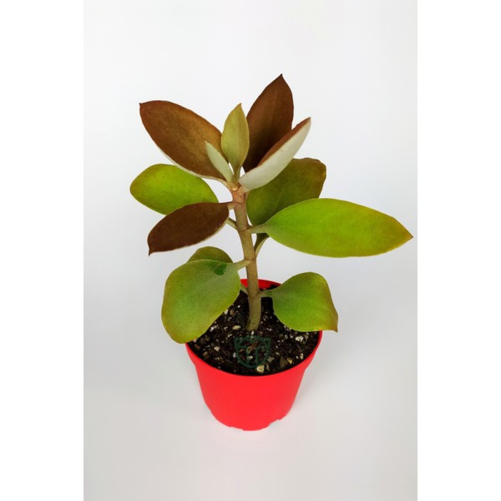 Toptan Kaktüs Kalanchoe Orgyalis Gold Kalanşo Çiçeği Copper Golden Spoons 8.5 cm Kırmızı Saksıda - Yok Bitki Fiyatı