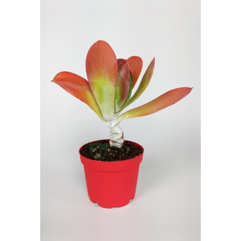 Toptan Kaktüs Kalanchoe Thyrsiflora - Çöl Lahanası - Ciğer Sukulent - Kırmızı Yapraklı - 8.5 cm Kırmızı Saksıda - Yok Bitki Fiyatı