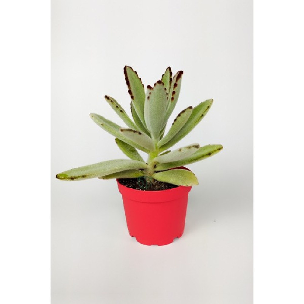 Toptan Kaktüs Kalanchoe Tomentosa Panda Bitkisi Kalanşo Sukulent 8.5 cm Kırmızı Saksıda - Yok Bitki Fiyatı