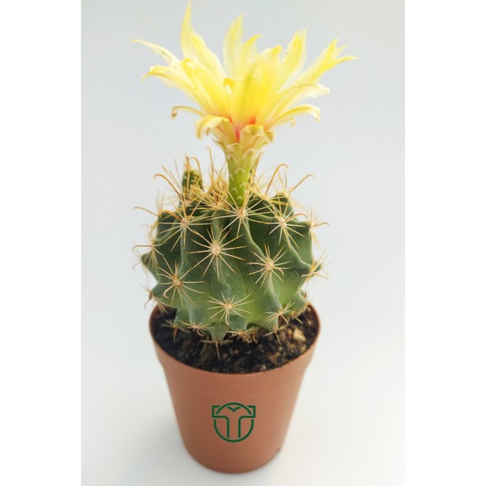 Toptan Kaktüs - Thelocactus Ideas Çiçek Açan Kaktüs 5.5 cm Bitki Fiyatı