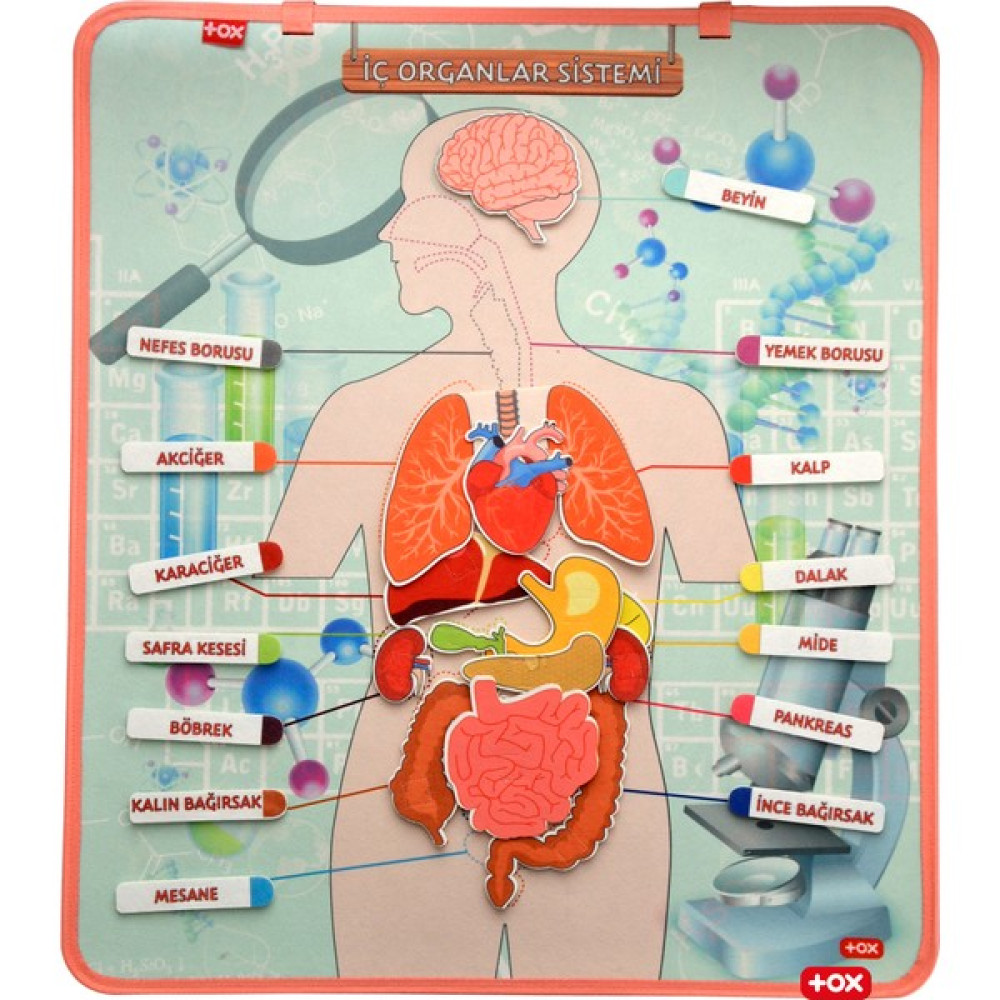 Tox Iç.organlar Sistemi Keçe Duvar Panosu Eğitici Oyuncak Fiyatı