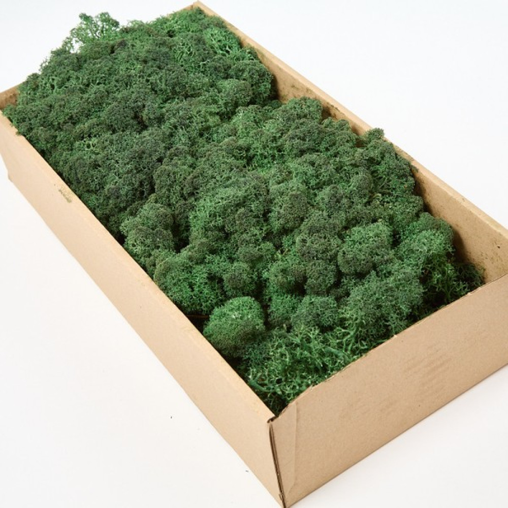 Trend Bahçe Dark Green Şoklanmış Reindermoss Teraryum Yosunu 50 gr Bitki Fiyatı