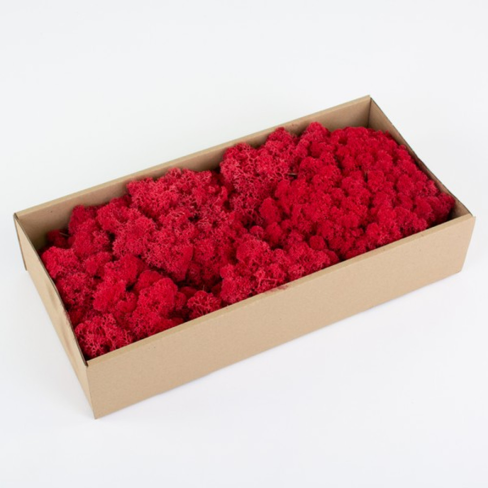 Trend Bahçe Kırmızı Şoklanmış Reindermoss Teraryum Yosunu 50 gr Bitki Fiyatı